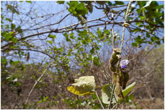 Pueraria tuberosa